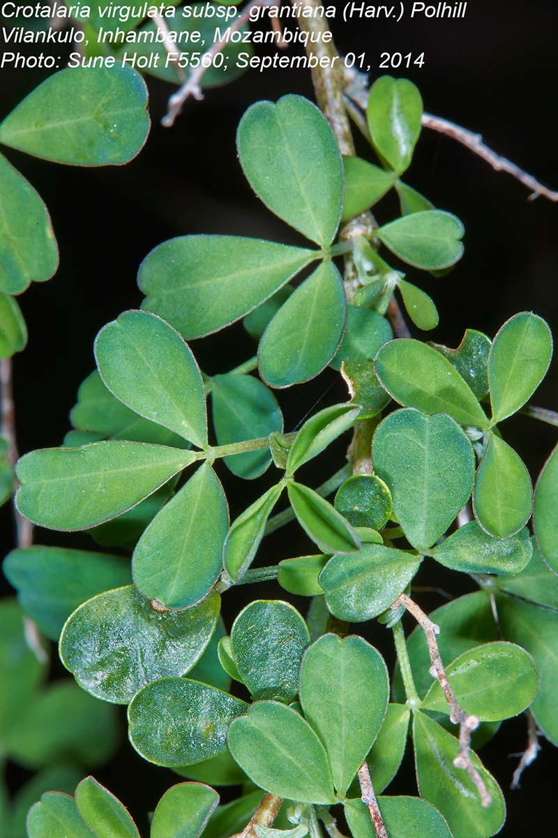 Crotalaria virgulata subsp. grantiana