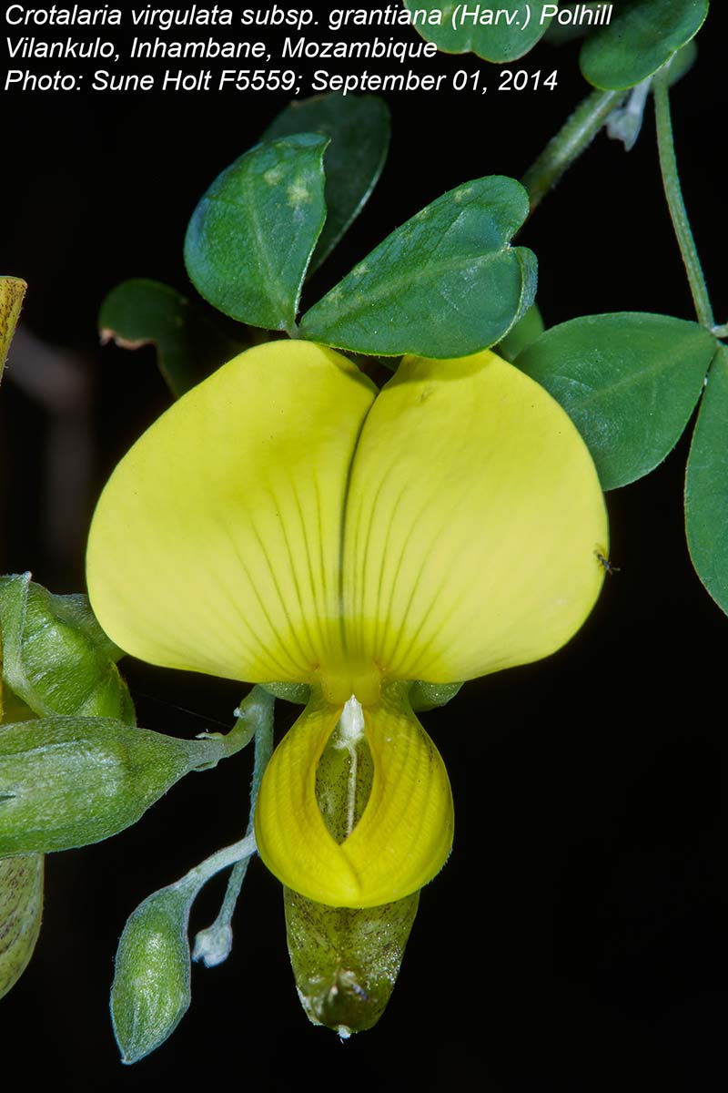 Crotalaria virgulata subsp. grantiana