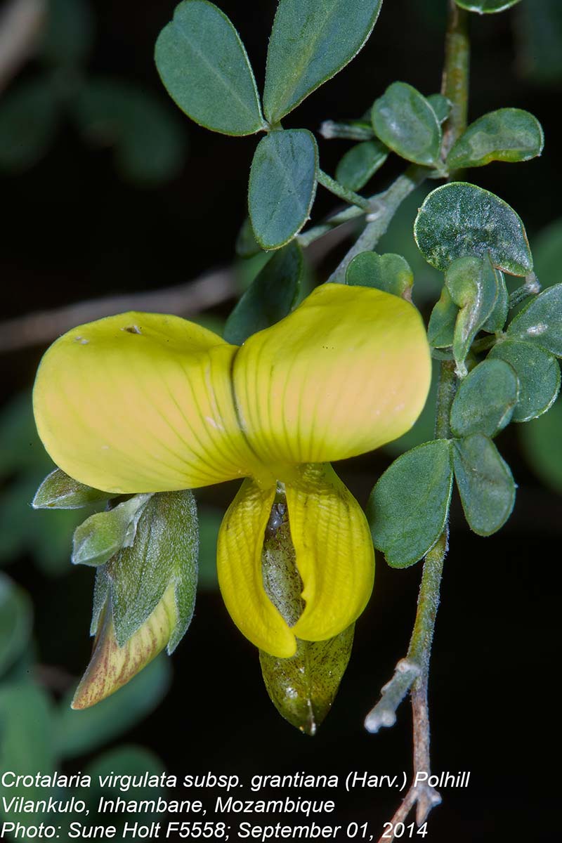 Crotalaria virgulata subsp. grantiana