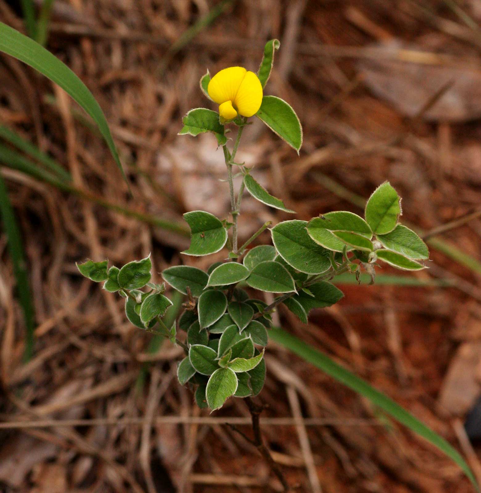 Argyrolobium rupestre subsp. rupestre