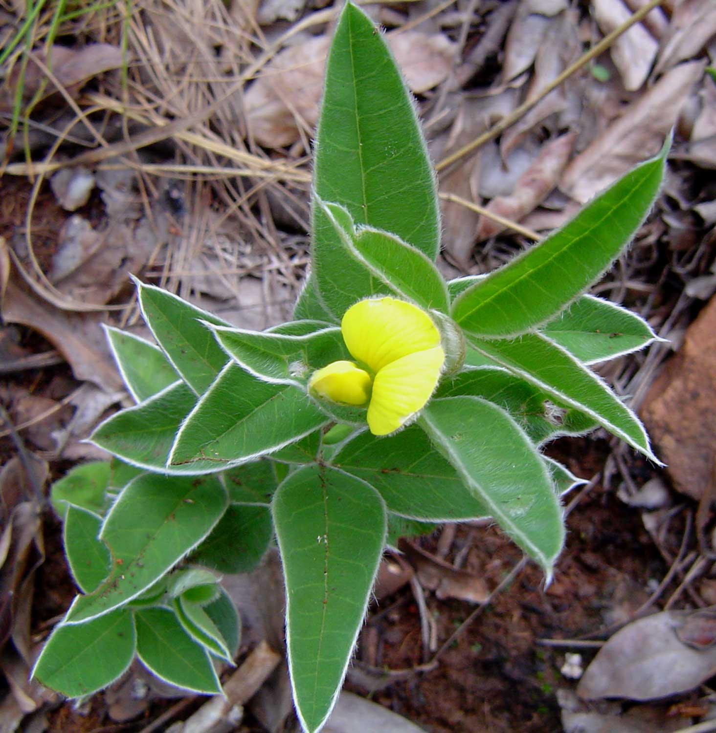 Argyrolobium rupestre subsp. rupestre