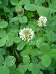 Trifolium repens