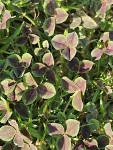 Trifolium repens
