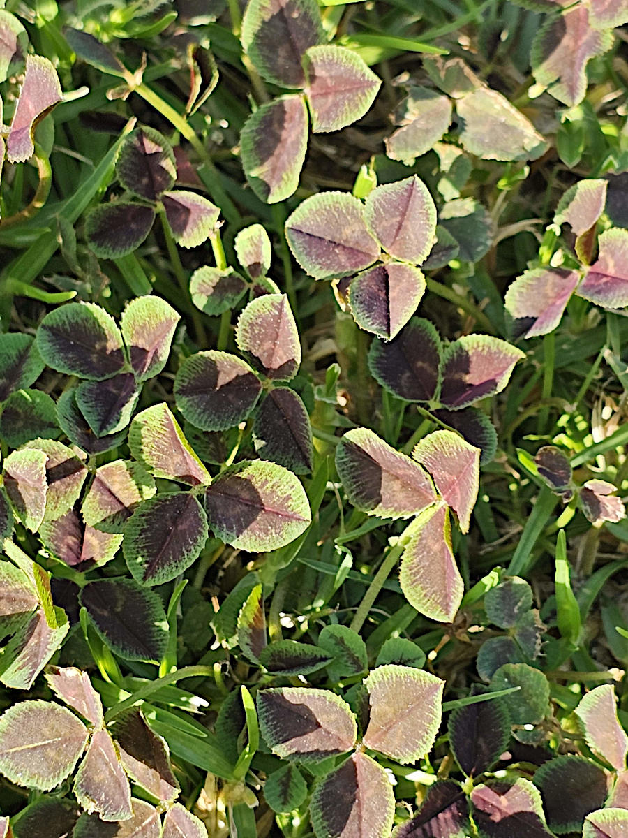Trifolium repens