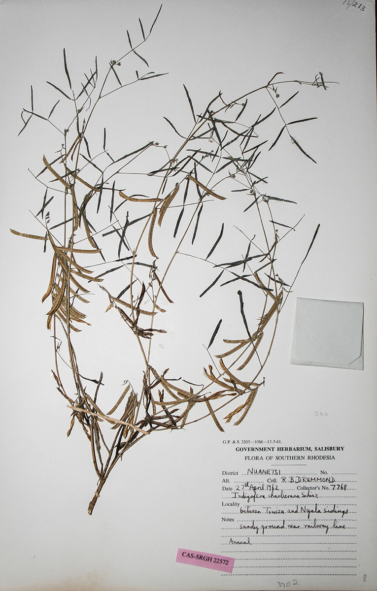 Indigofera charlieriana subsp. charlieriana var. charlieriana