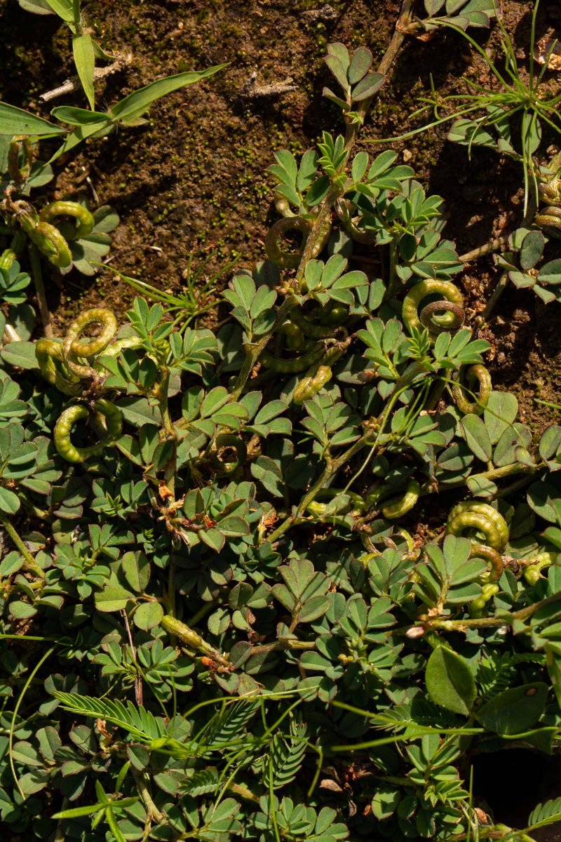 Indigofera circinella