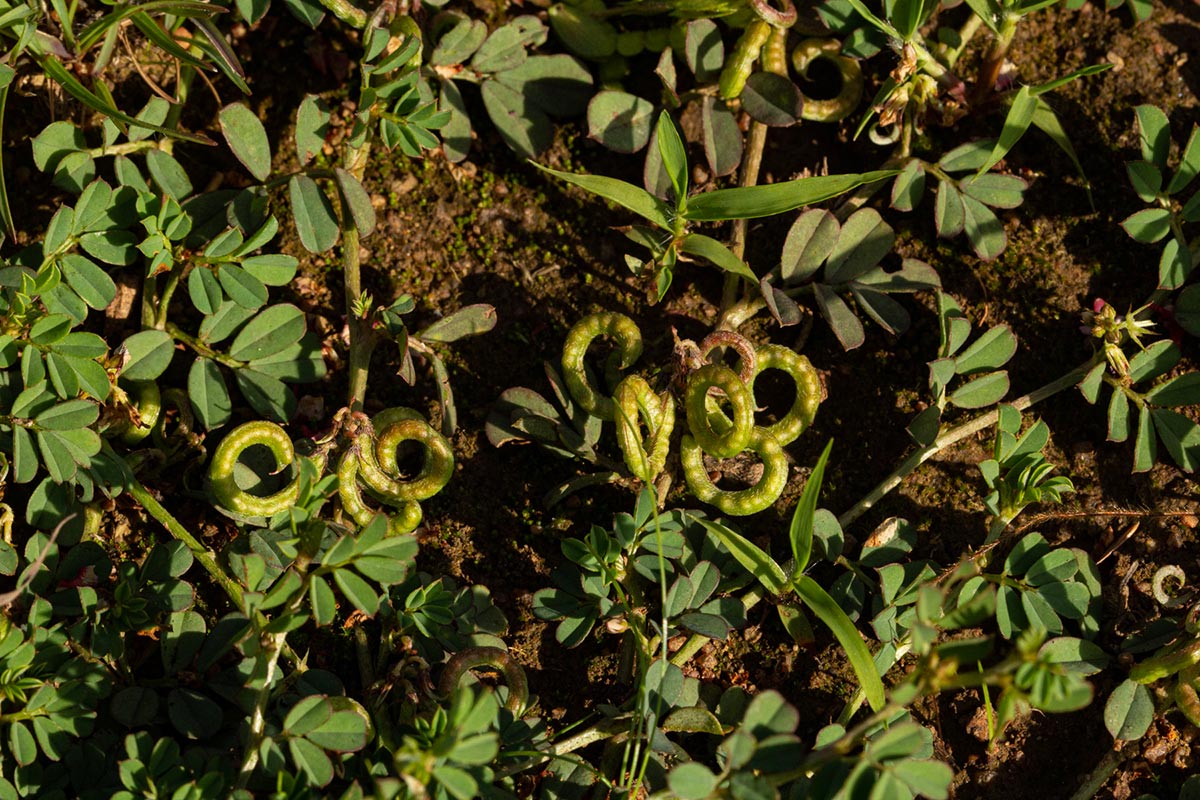 Indigofera circinella