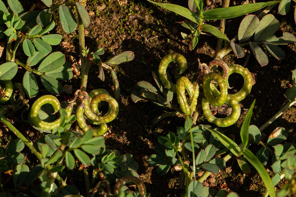 Indigofera circinella