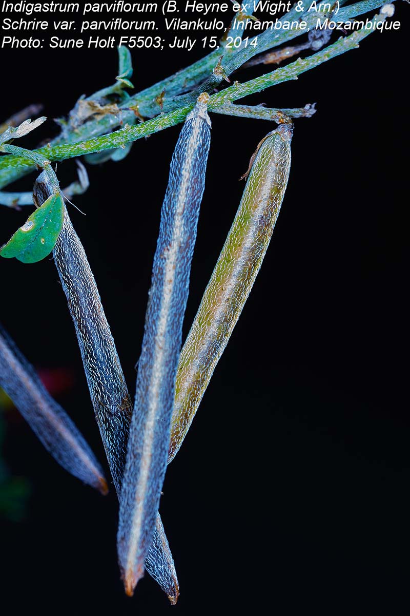 Indigastrum costatum subsp. macrum Indigastrum costatum subsp. macrum