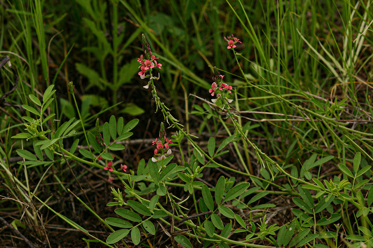 Indigastrum costatum subsp. macrum
