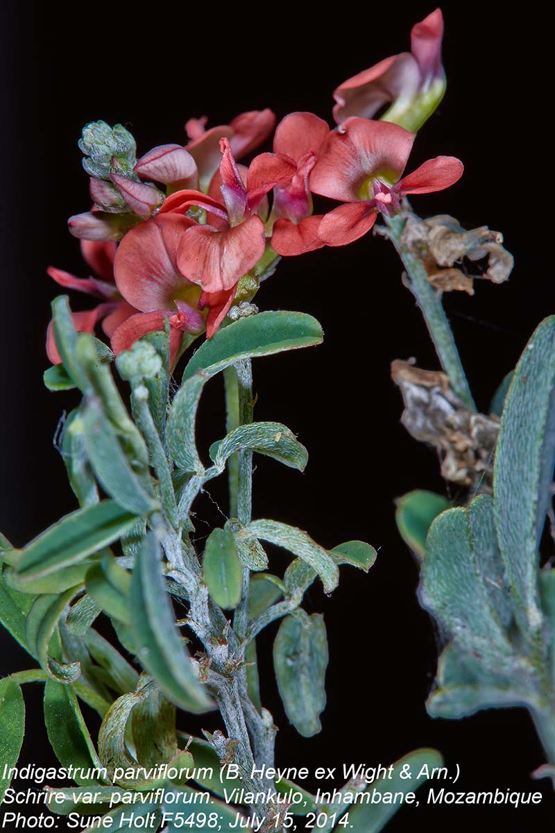 Indigastrum costatum subsp. macrum Indigastrum costatum subsp. macrum