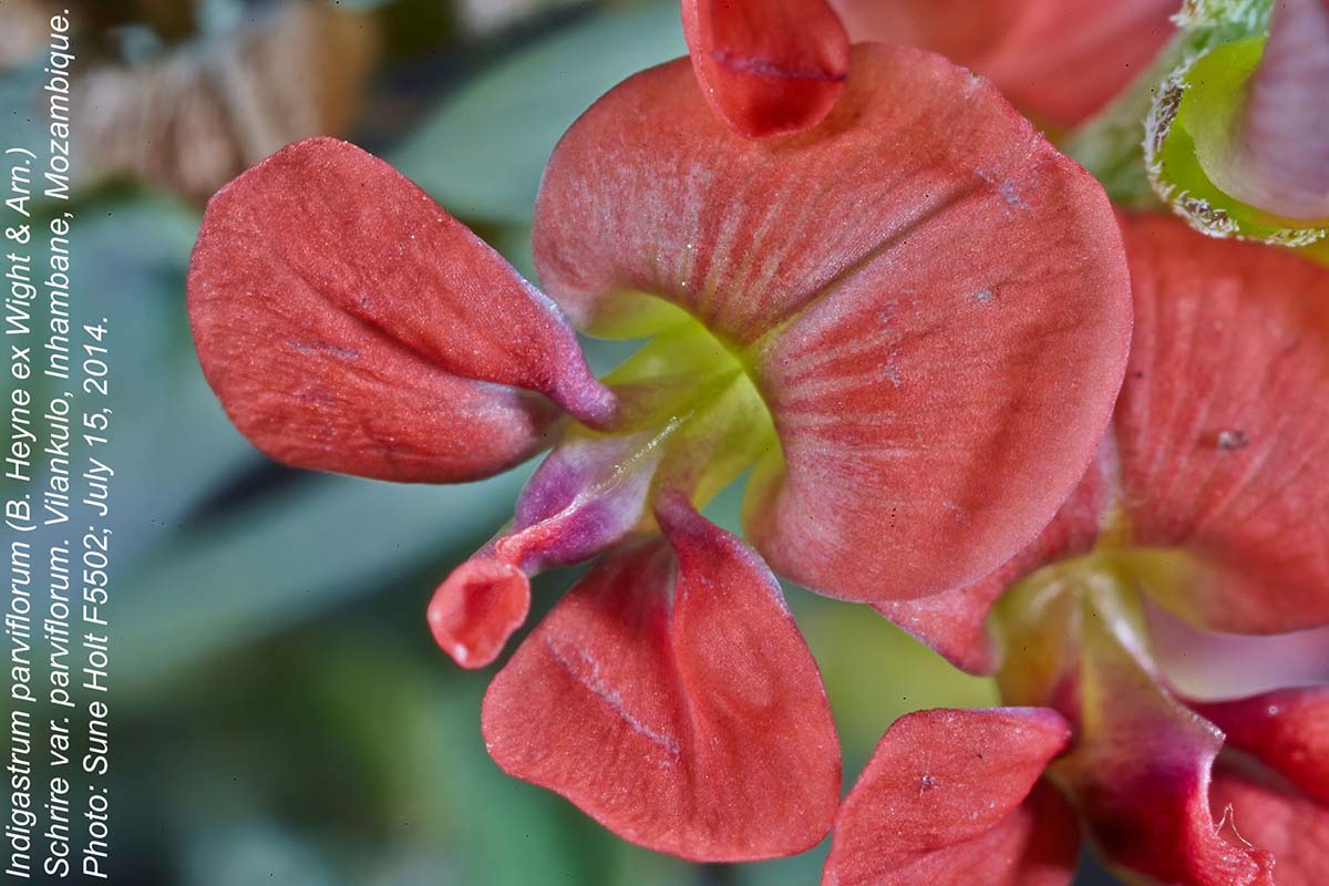 Indigastrum costatum subsp. macrum Indigastrum costatum subsp. macrum