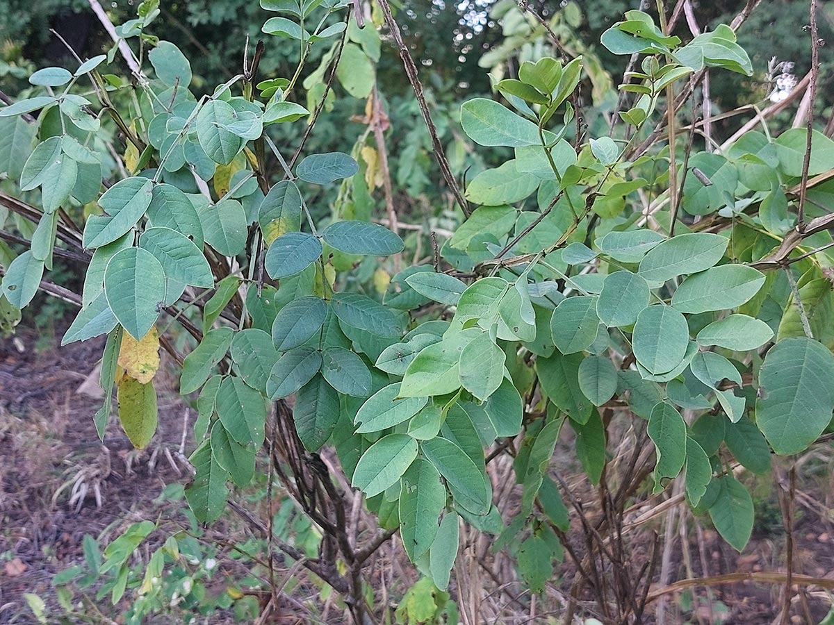 Indigofera garckeana Indigofera garckeana