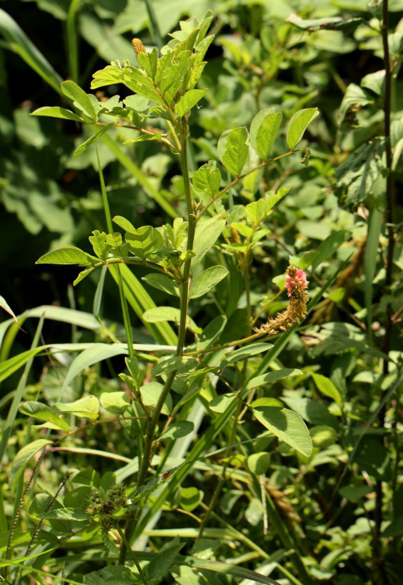 Indigofera hirsuta