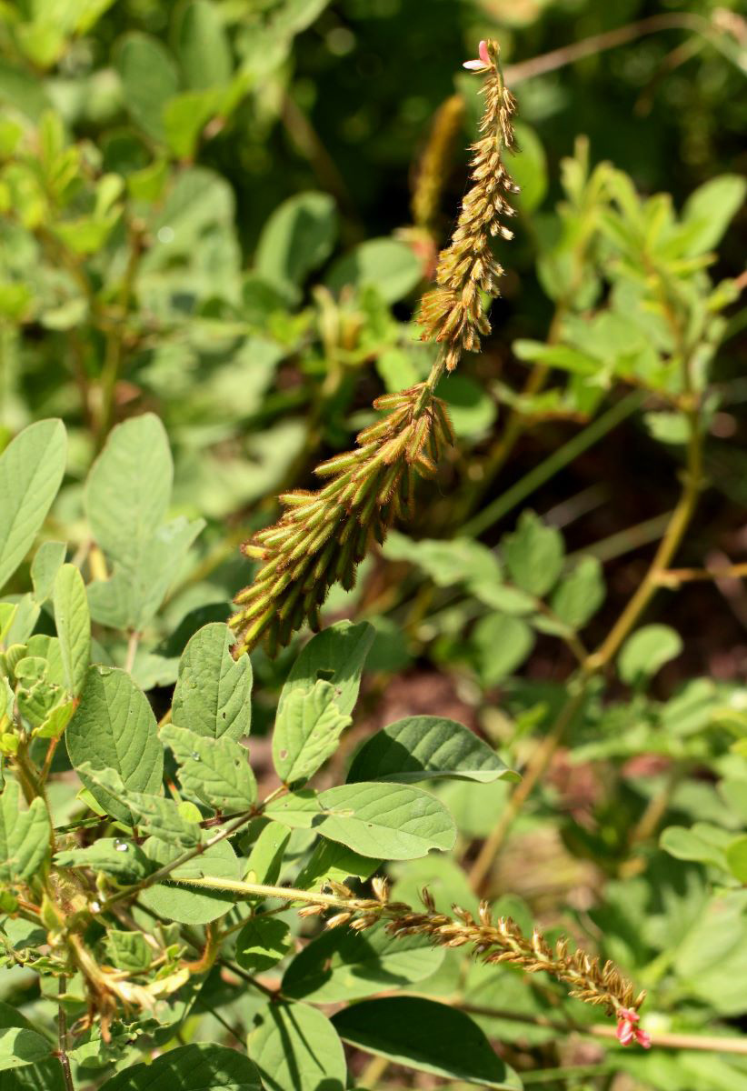 Indigofera hirsuta Indigofera hirsuta