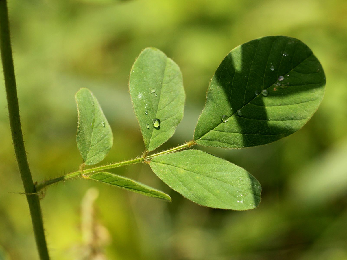 Indigofera hirsuta Indigofera hirsuta