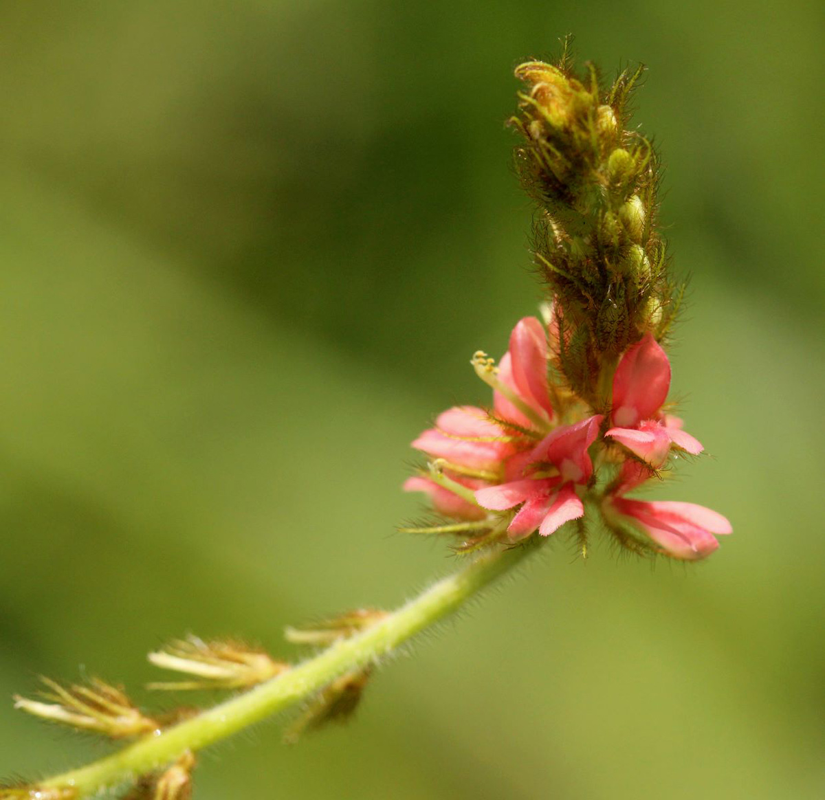 Indigofera hirsuta Indigofera hirsuta