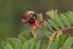 Indigofera lyallii subsp. lyallii
