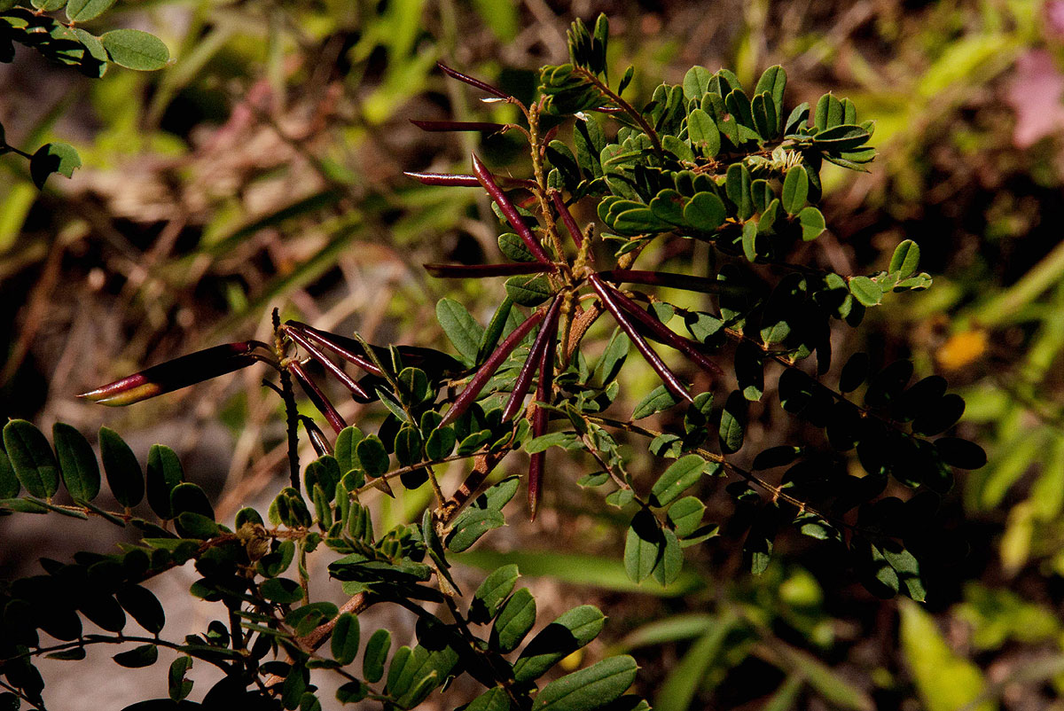 Indigofera lyallii subsp. lyallii