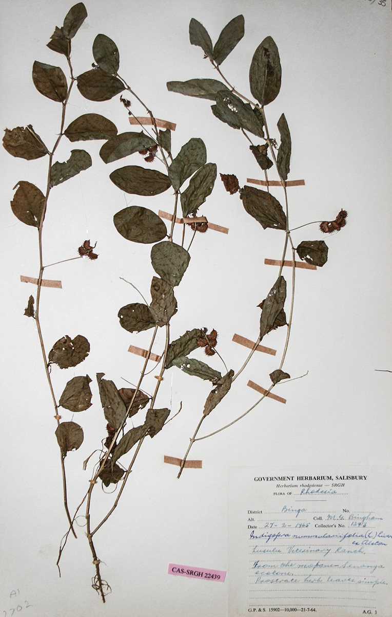 Indigofera nummulariifolia