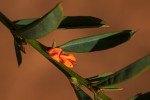 Indigofera paniculata subsp. gazensis