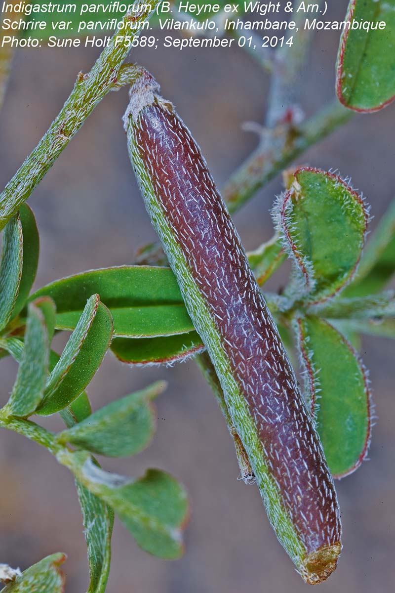 Indigastrum parviflorum subsp. parviflorum var. parviflorum