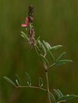 Indigofera setiflora var. setiflora