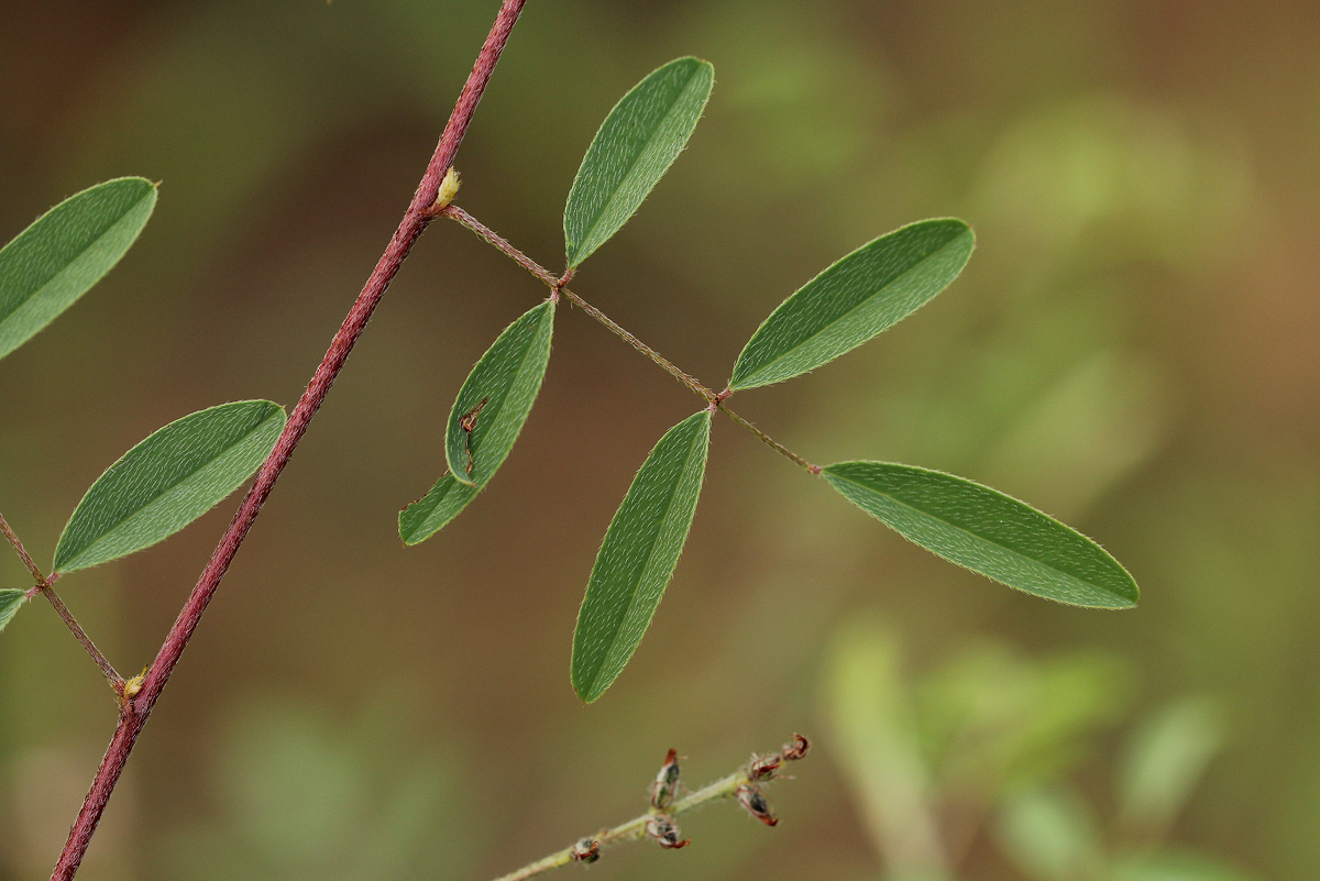 Indigofera setiflora var. setiflora