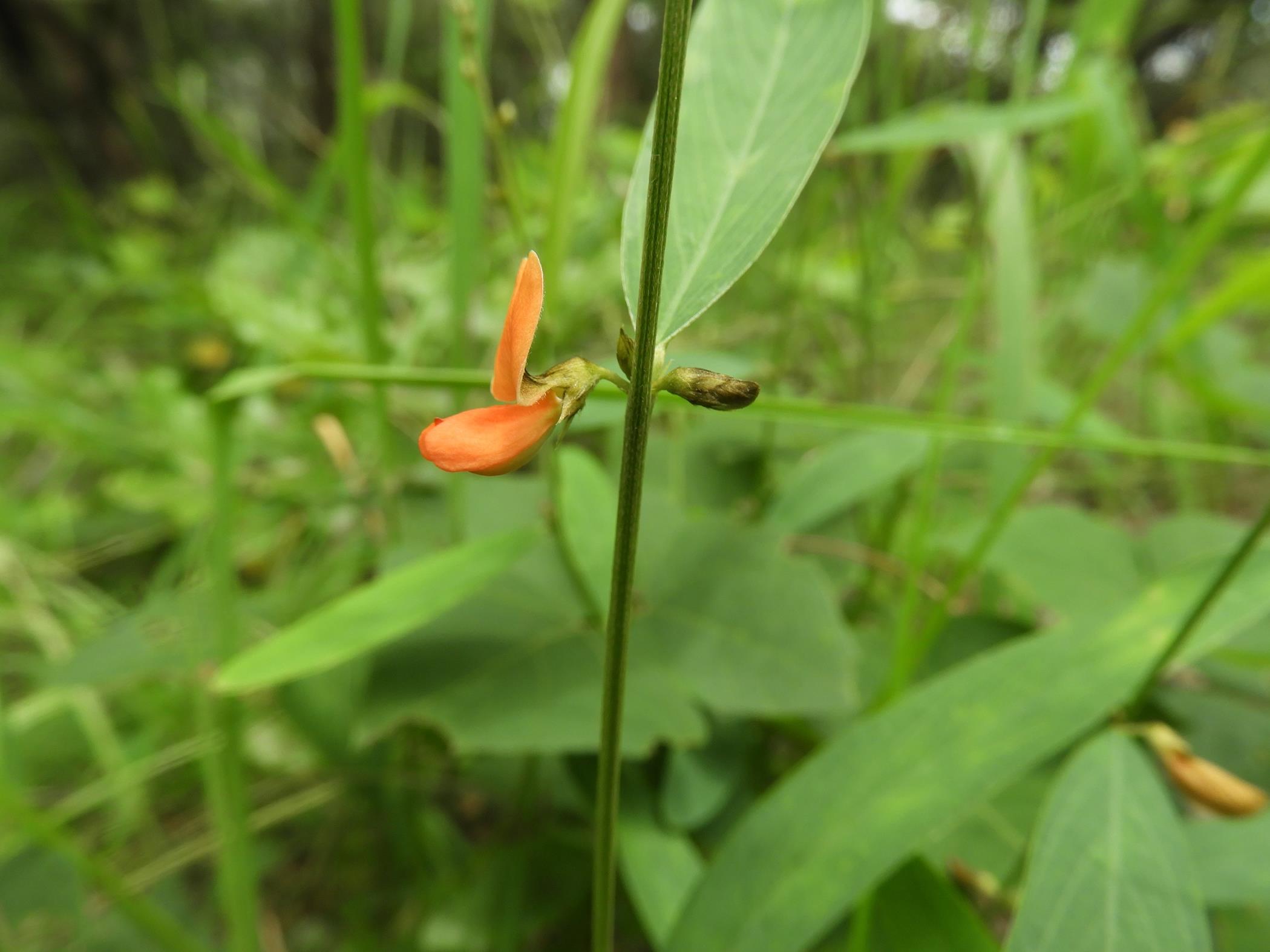 Tephrosia acaciifolia