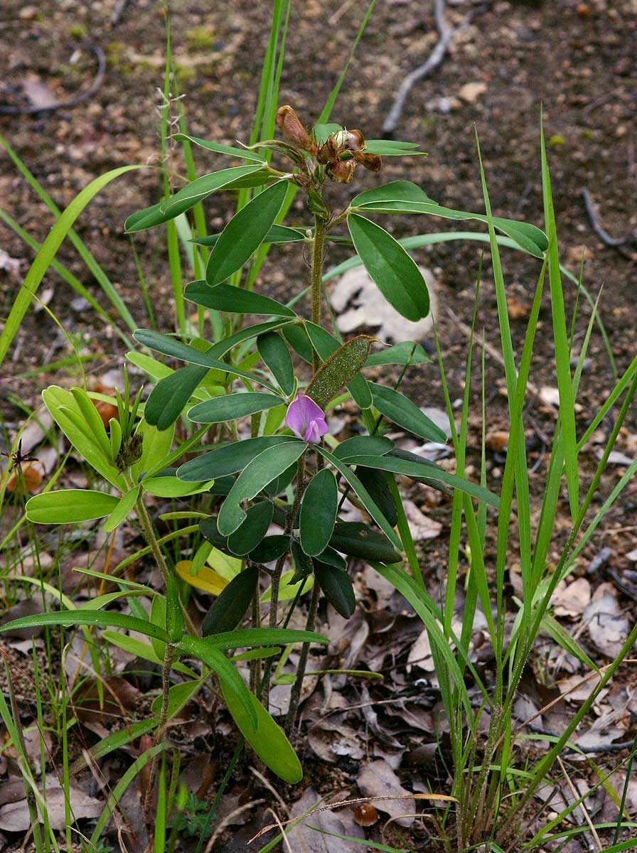 Tephrosia dasyphylla subsp. dasyphylla