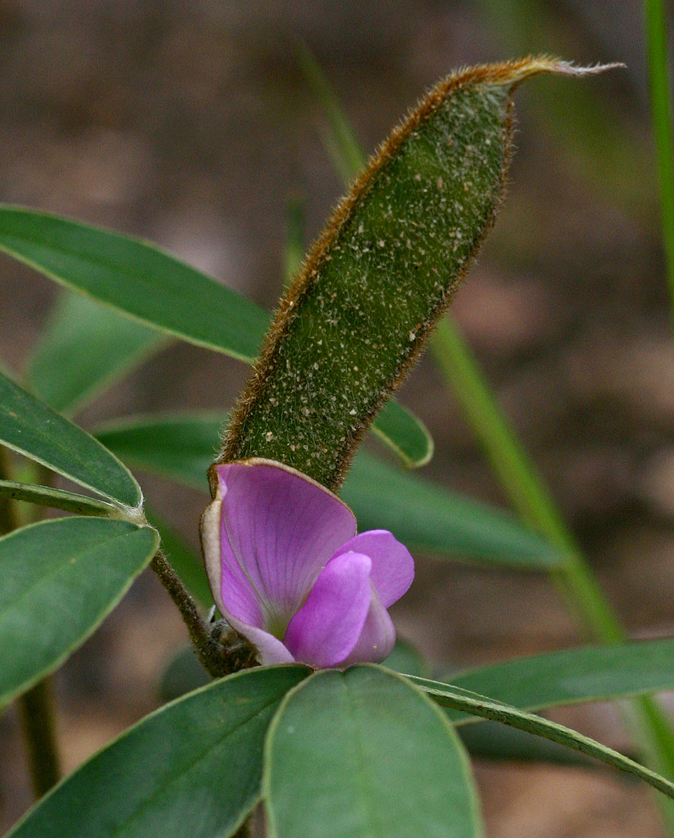 Tephrosia dasyphylla subsp. dasyphylla