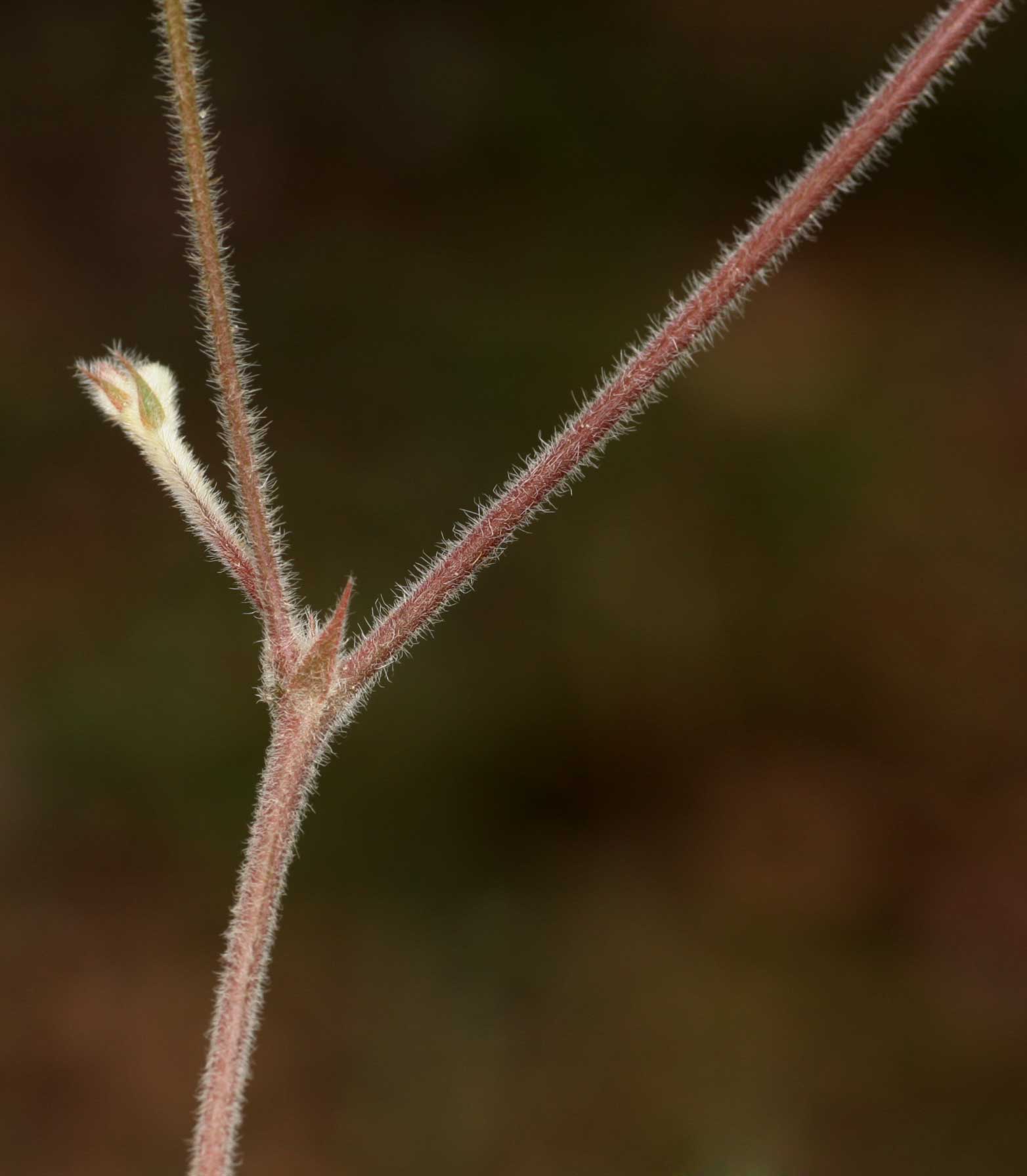 Tephrosia lupinifolia