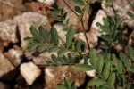 Tephrosia purpurea subsp. leptostachya