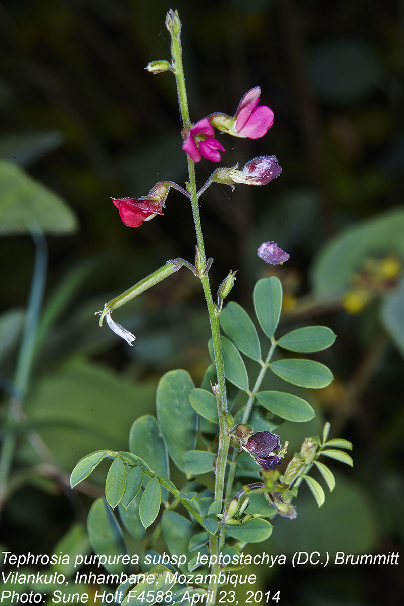 Tephrosia purpurea subsp. leptostachya