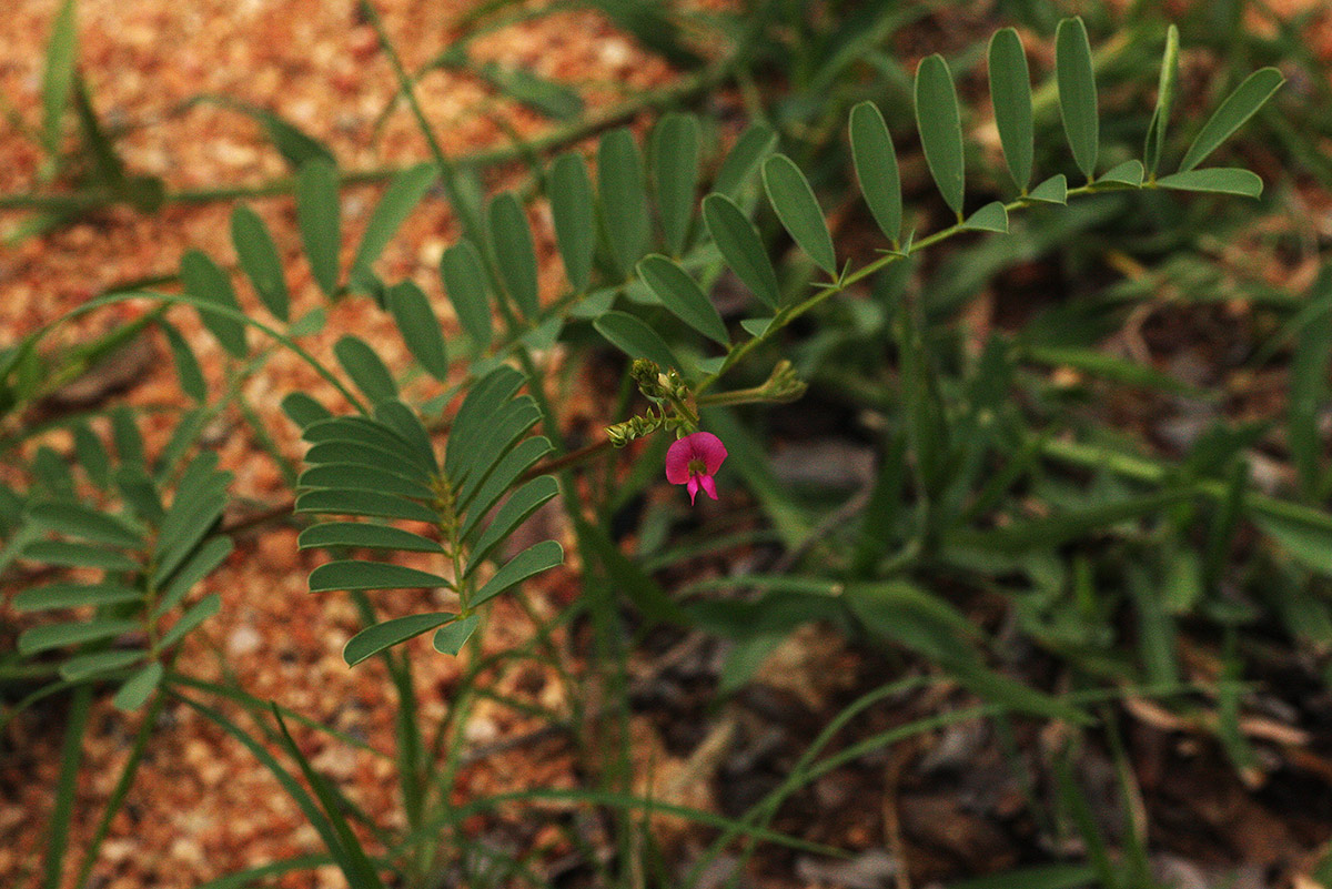 Tephrosia purpurea subsp. leptostachya