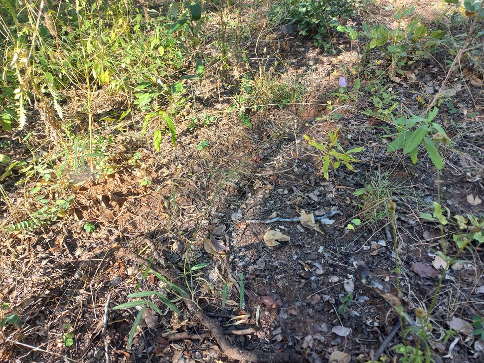 Tephrosia stormsii var. stormsii