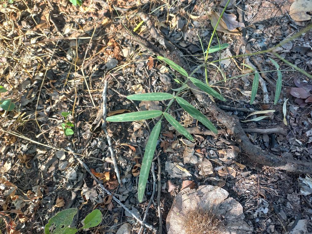 Tephrosia stormsii var. stormsii Tephrosia stormsii var. stormsii