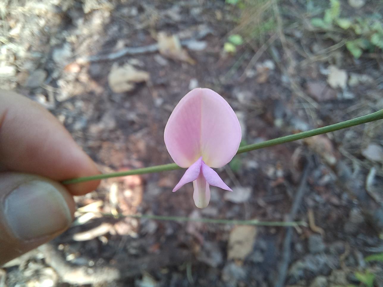 Tephrosia stormsii var. stormsii Tephrosia stormsii var. stormsii