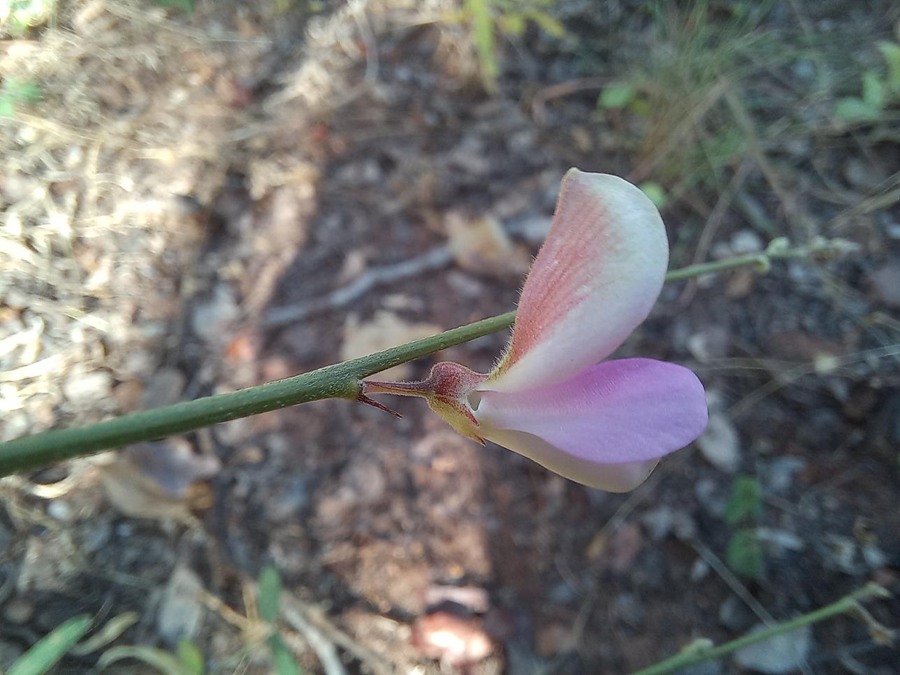 Tephrosia stormsii var. stormsii