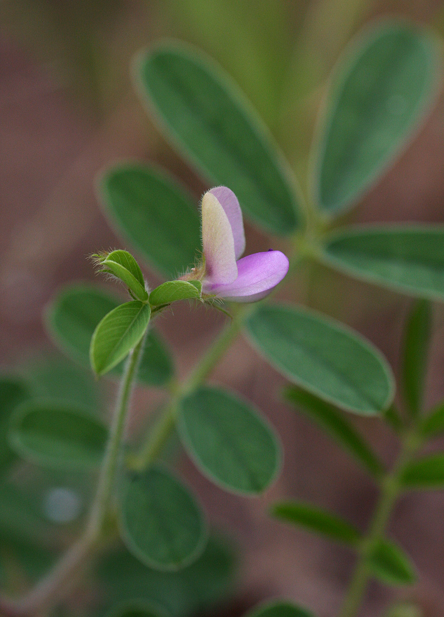Tephrosia uniflora subsp. uniflora