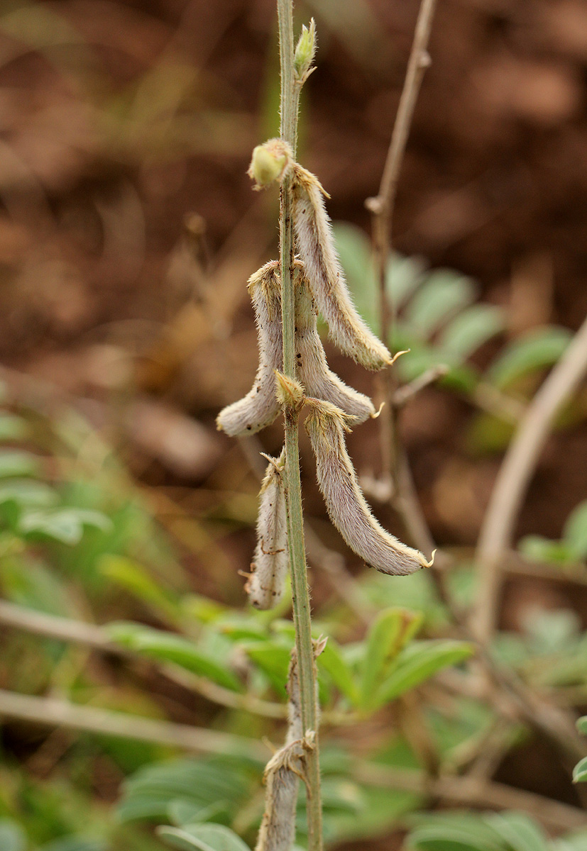 Tephrosia villosa subsp. ehrenbergiana var. daviesii
