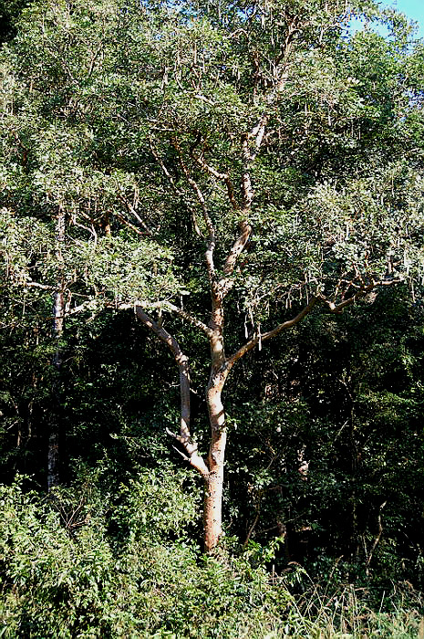 Millettia stuhlmannii