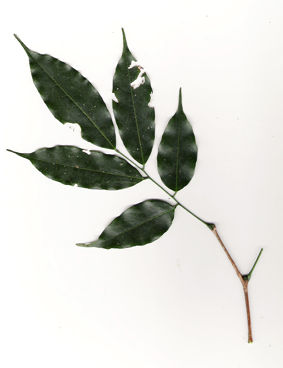Craibia brevicaudata subsp. baptistarum