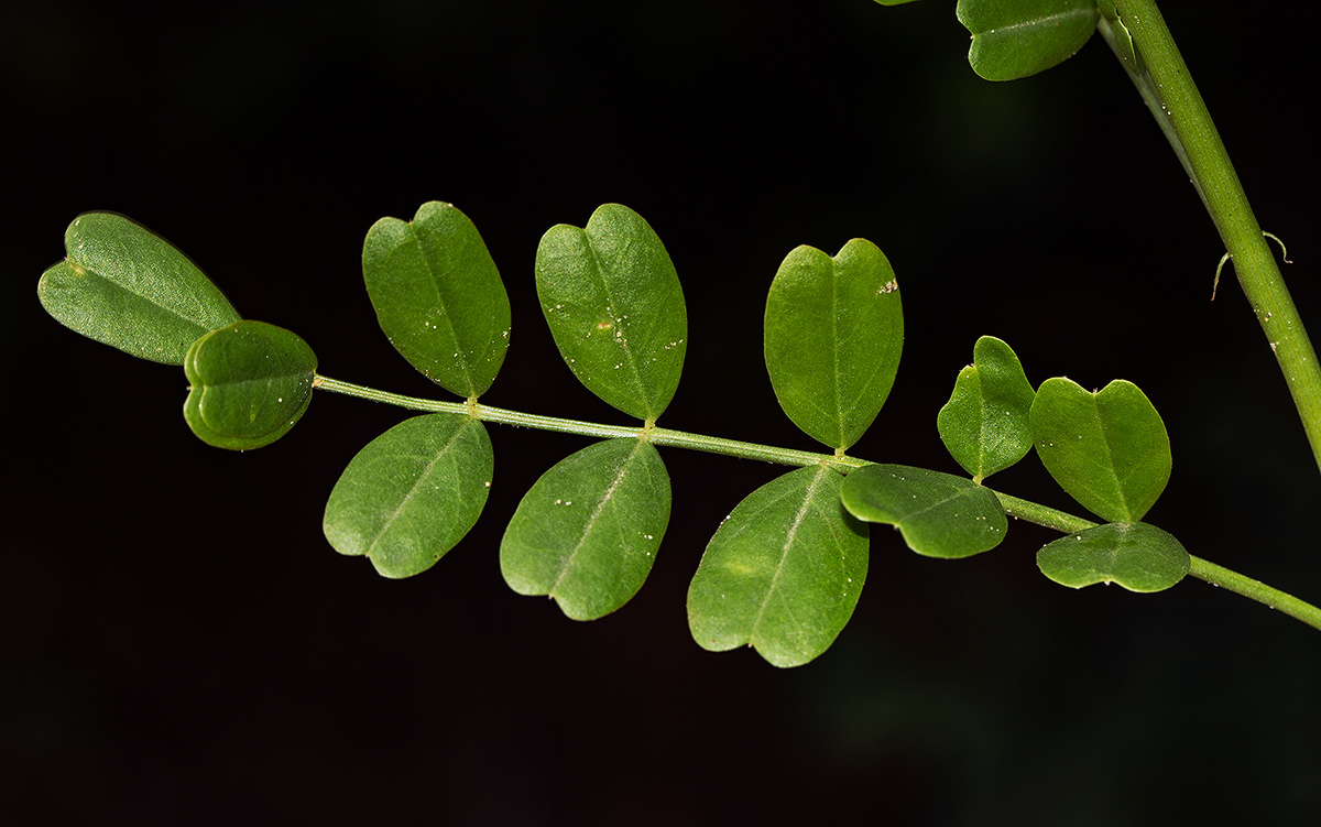 Lessertia benguellensis