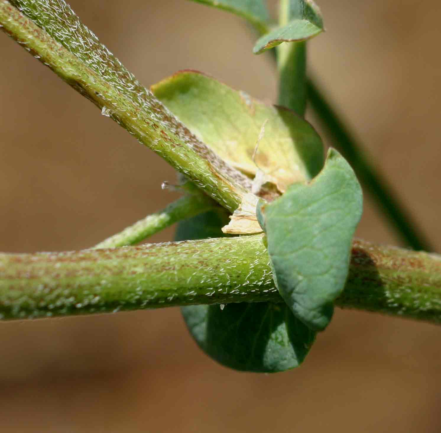 Astragalus atropilosulus subsp. abyssinicus var. burkeanus