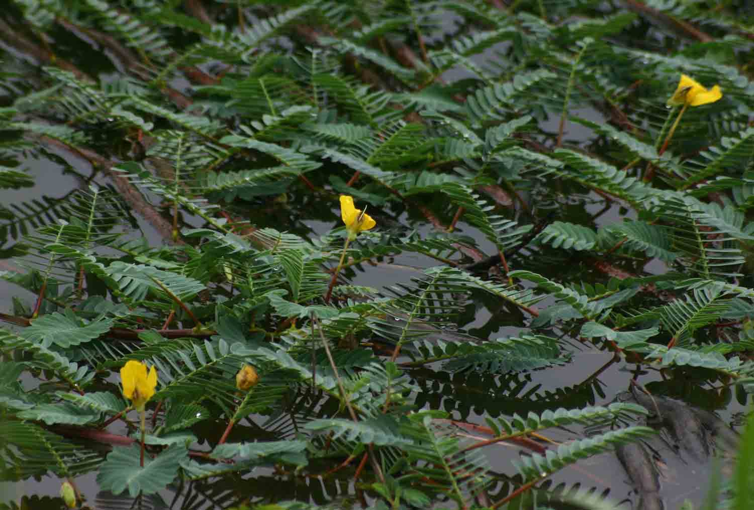 Aeschynomene fluitans Aeschynomene fluitans