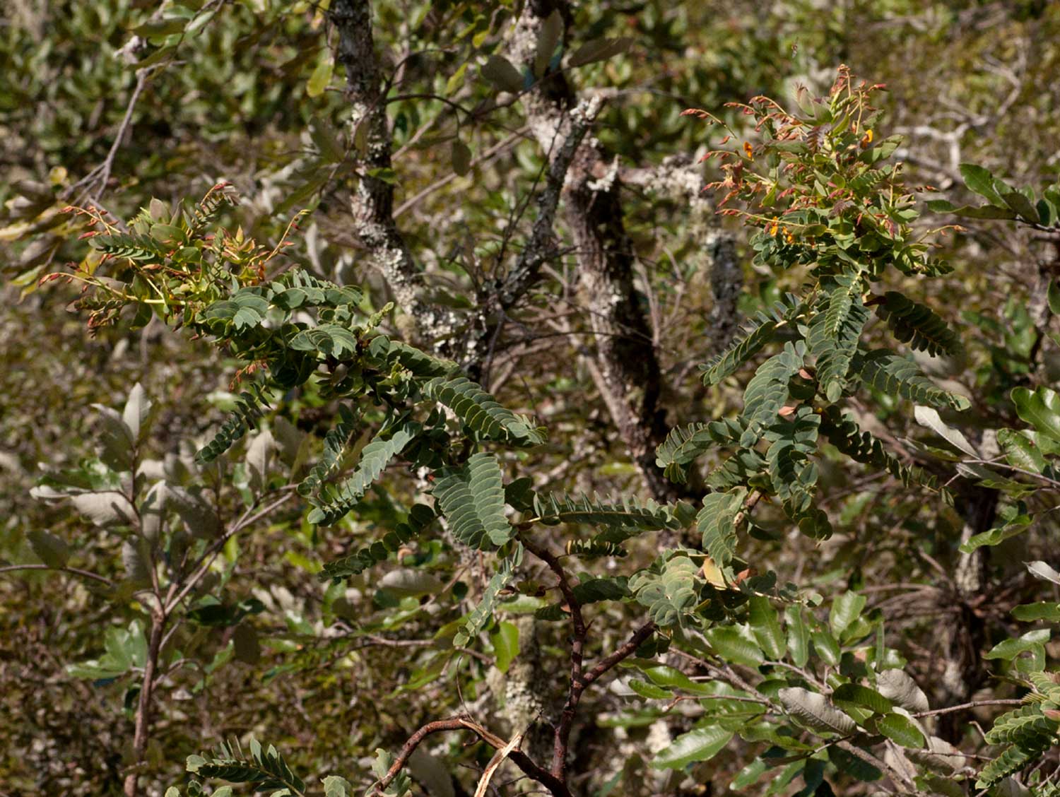 Aeschynomene grandistipulata