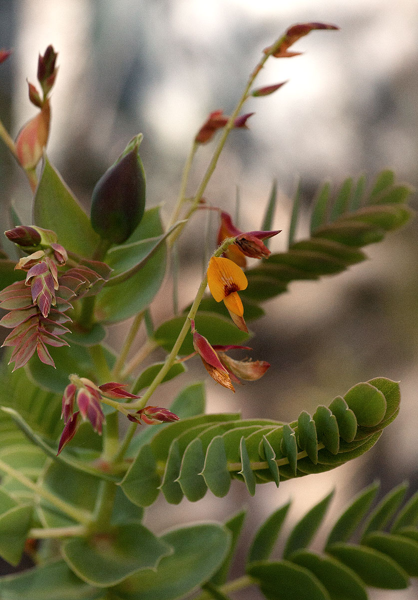 Aeschynomene grandistipulata