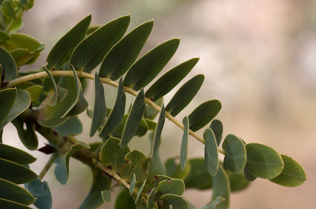 Aeschynomene grandistipulata