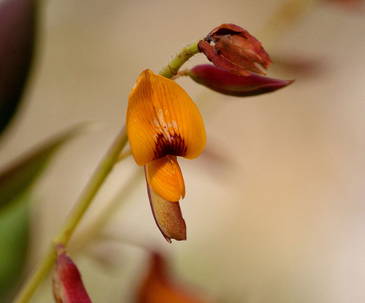 Aeschynomene grandistipulata
